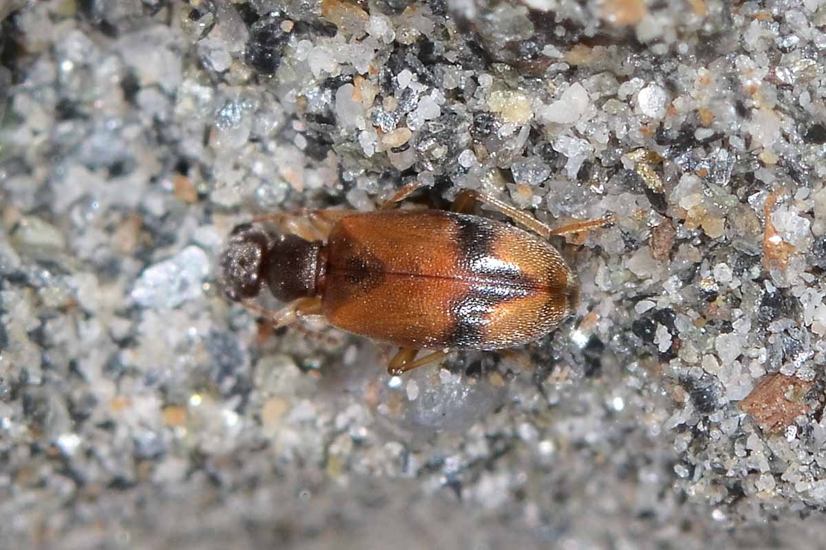 Anthicus schmidtii - Anthicidae